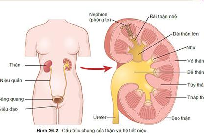 tieu-mu-va-nhung-benh-nguy-hiem