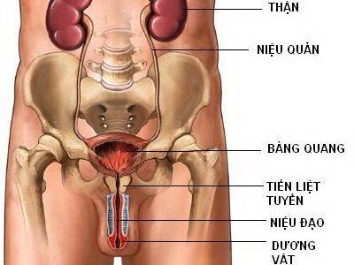 viem-tuyen-tien-liet-la-do-dau-chua-benh-nhu-the-nao-hieu-qua-nhat